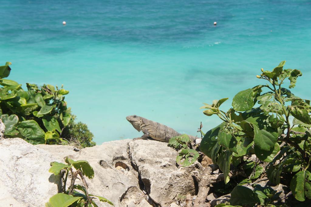 Shambala Eco Hostel Playa del Carmen Kültér fotó